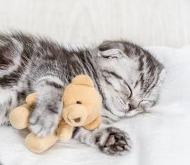 Close up tabby baby kitten sleeping with toy bear on pillow at home