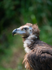 European Black Vulture (Cinereous Vulture) 