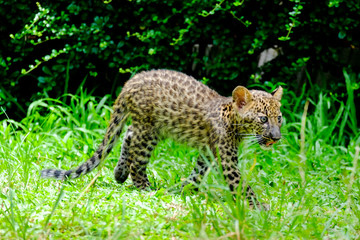 baby leopard at wild life breeding station.