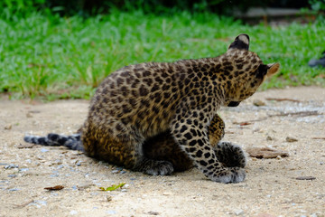 baby leopard at wild life breeding station.