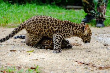 baby leopard at wild life breeding station.