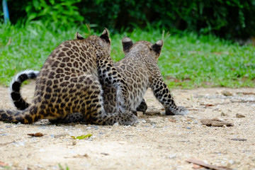 Obraz premium baby leopard at wild life breeding station.