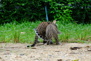 baby leopard at wild life breeding station.