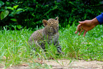 Naklejka na ściany i meble baby leopard at wild life breeding station.