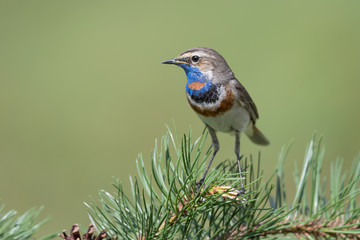 Portrait of bluethroat (Luscinia svecica)