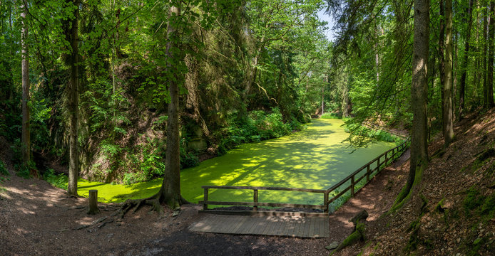 Mit grünen Wasserlinsen bedeckter romantischer See im Wald - Märchensee in  Wendelsheim bei Rottenburg am Neckar, Deutschland