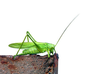 Locust close up. Great Green Locust