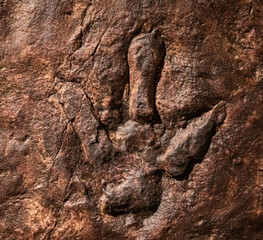 Obraz premium Sirindhorn Museum, Karasin Province Thailand - July 20, 2019: Real dinosaur footprint , Thailand.