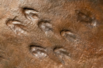 Fototapeta na wymiar Sirindhorn Museum, Karasin Province Thailand - July 20, 2019: Real dinosaur footprint , Thailand.