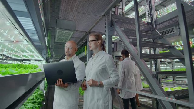 A team of scientists explores vegetables grown in vertical farms using computers and tablets. Vegetable farm of the future, fresh and clean products without GMO