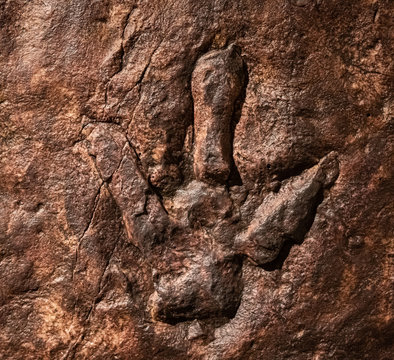 Sirindhorn Museum, Karasin Province Thailand - July 20, 2019: Real dinosaur footprint , Thailand.