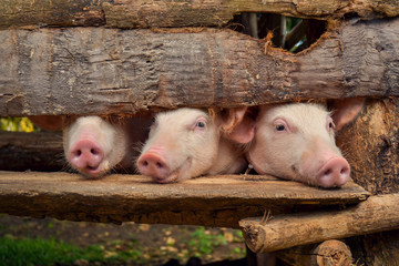 Three Native Piglet © James
