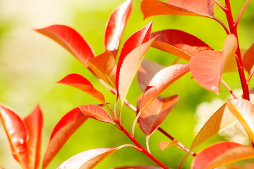 MACRO DE ARBUSTO PRIMAVERAL CON HOJAS ROJAS Y BOKEH VERDE, hojas, anaranjada, flor, rojo, rosa, verde, flora, primavera