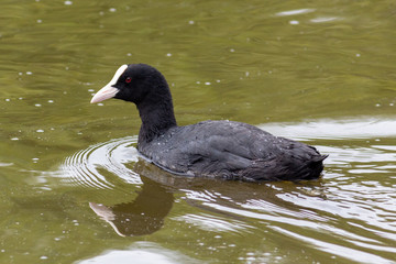 A Coot swimming in the Lough in Cork city, Ireland