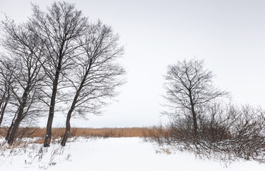 Winter landscape with bare trees