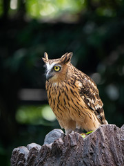 Buffy Fish Owl (Bubo ketupu)