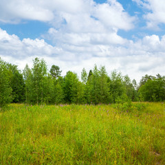 Landscape with green glade in summer forest