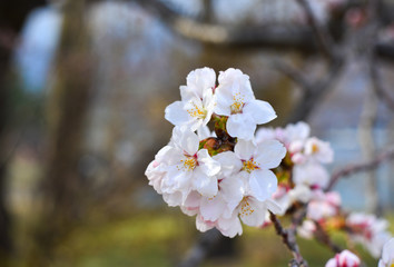 Cherry blossom (hanami) in Kyoto, Japan