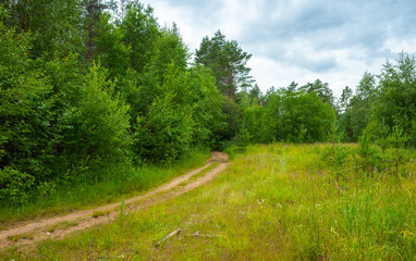 Empty rural road in summer forest, landscape