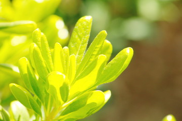 MACRO DE ARBUSTO CON HOJAS AMARILLAS TRASLÚCIDAS AL SOL, hojas, macro, close-up, flor, naturaleza, verde, primavera,