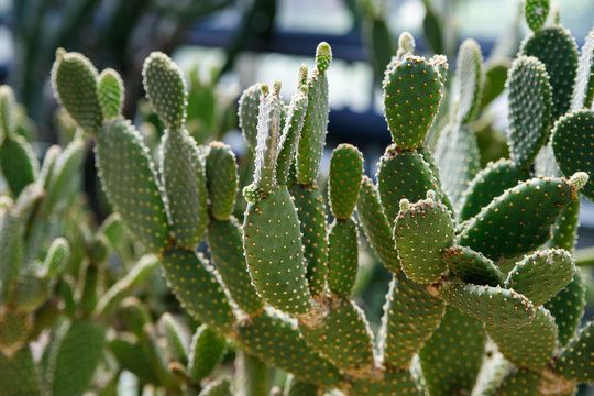 The botanical family of opuntia ficus indica is cactaceae.