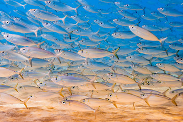 School of fish swimming over sand in clear blue water