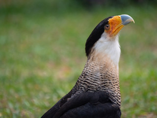 The Southern Crested Caracara (Caracara plancus),