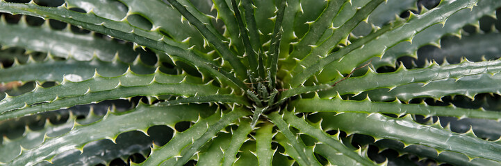 Fototapeta premium Hechtia texensis in a Desert Garden