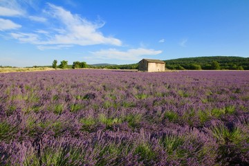 Naklejka na ściany i meble Provence