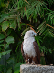 Brahminy Kite (Red backed Sea Eagle)