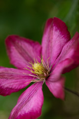 Isolated, close up image of the flower of the clematis, ville de lyon