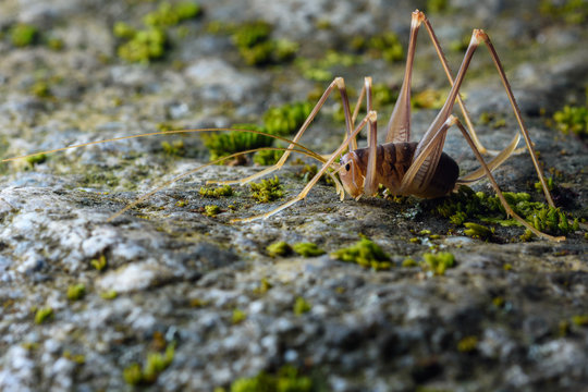 cave cricket (Dolichopoda linderi) in the floor