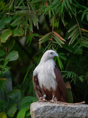 Brahminy Kite (Red backed Sea Eagle)