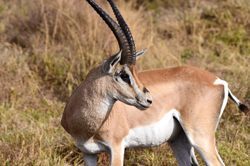 Grand-Gazelle-Ngorongoro Conservation Area