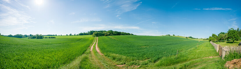 Panorama of summer green field. European rural view. Beautiful landscape of wheat field and green grass with stunning blue sky and cumulus clouds in the background.