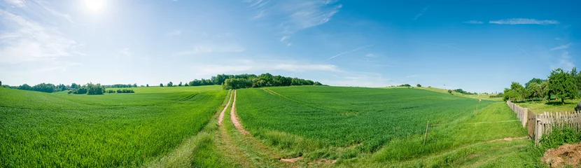 Poster Panorama of summer green field. European rural view. Beautiful landscape of wheat field and green grass with stunning blue sky and cumulus clouds in the background. © luchschenF