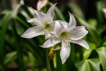 Fototapeta premium Beautiful white flowers of daylily bloom in summer on a green background