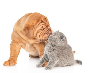 Mastiff puppy dog kissing kitten. isolated on white background