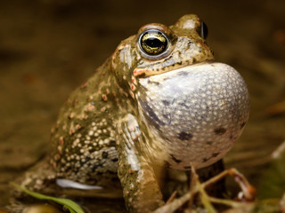 Natterjack toad (Epidalea calamita)