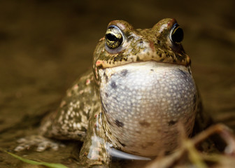 Natterjack toad (Epidalea calamita)