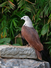 Brahminy Kite (Red backed Sea Eagle)