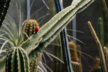 Beautiful blooming wild desert cactus flower