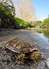 spanish pond turlte (Mauremys leprosa) free in its habitat.