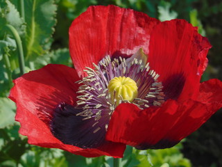 Red opium poppy with purple stamen