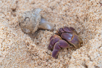Hermit Crab