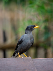 The Javan Myna (Acridotheres javanicus),