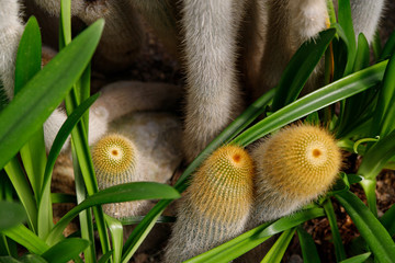 Cactus with white fluffy spines in tropical garden