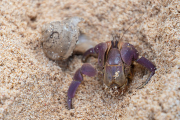 Hermit Crab