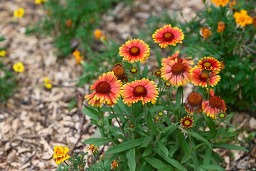Orange ornamental flowers outdoors in the park.