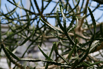 Cactus plant, Euphorbia ingens, Euphorbia candelabrum plant